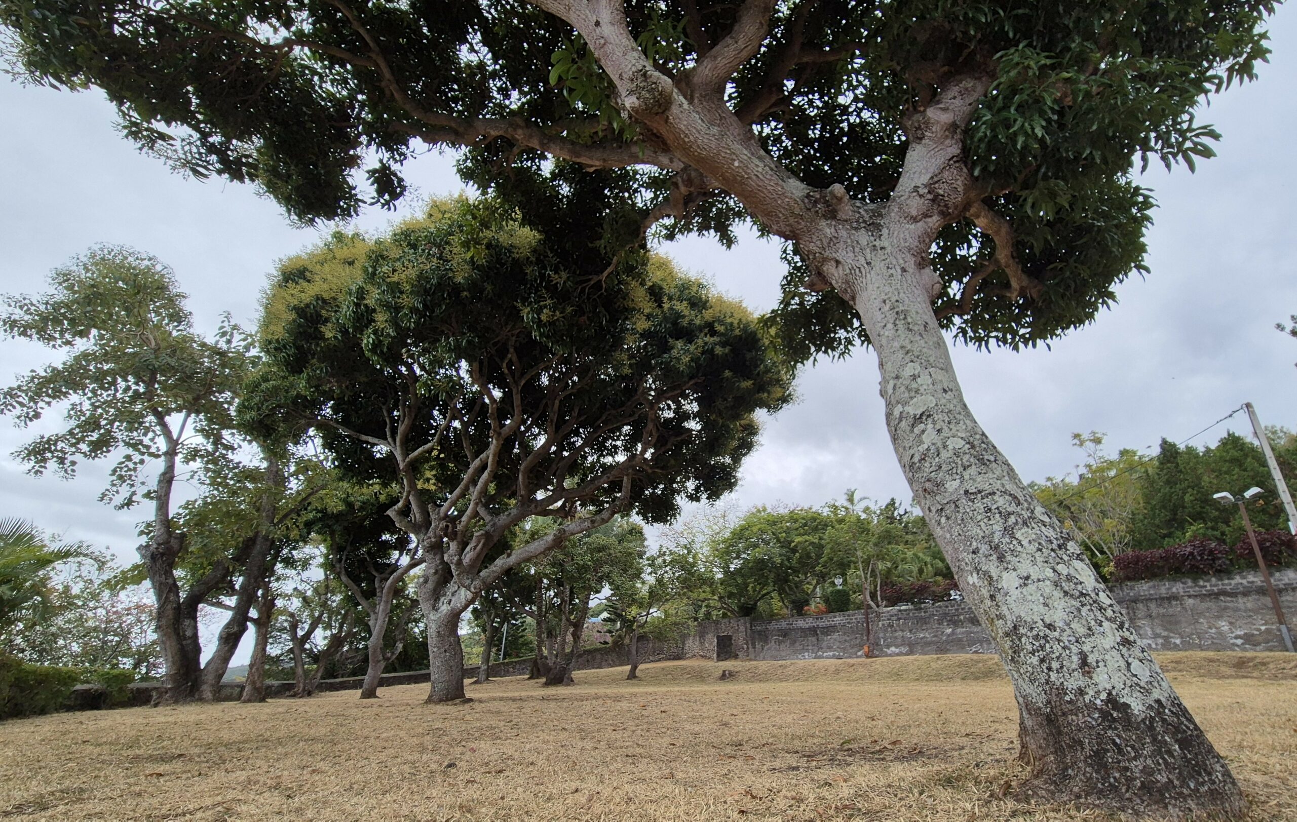 Arbre majestueux
